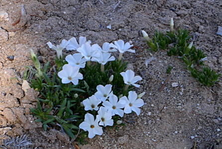 [White six-petal flowers which bloom low to the ground. They are growing in patches with lots of dirt between the patches.]